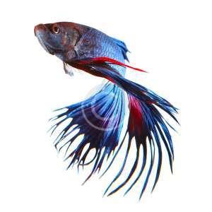 Crowntail Betta Fish