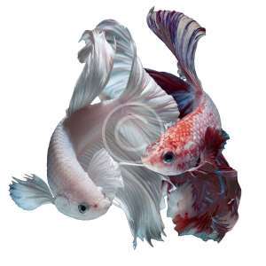 Flower Tail Betta Fish