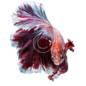 Siamese Fighting Fish, Purple
