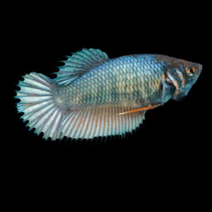 Crowntail Betta Fish female CT002