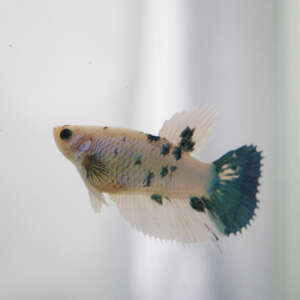 Crowntail Plakat Betta