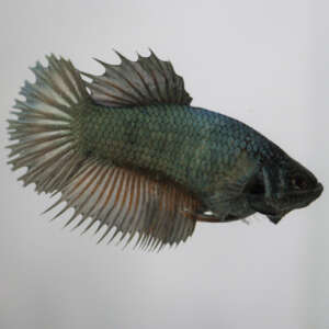 Crowntail Plakat Betta CT011