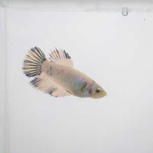 Crowntail Plakat Betta CT012