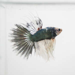 Crowntail Plakat Betta