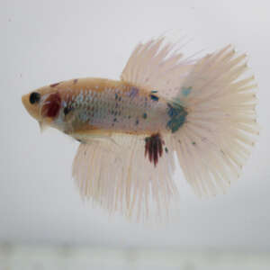 Crowntail Plakat Betta
