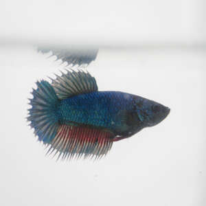 Crowntail Plakat Betta CT017