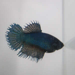 Crowntail Plakat Betta CT018