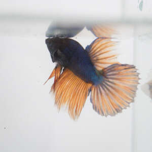 Crowntail Plakat Betta CT019