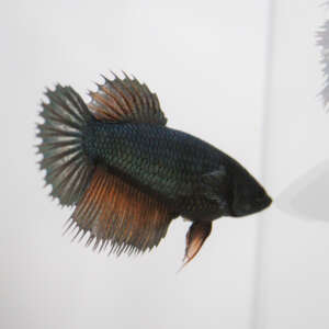 Crowntail Plakat Betta CT002