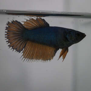Crowntail Plakat Betta CT022