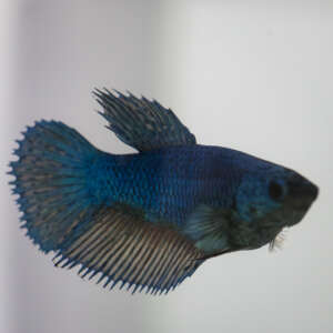 Crowntail Plakat Betta CT023