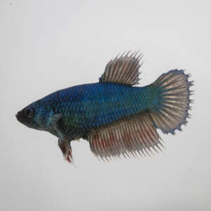 Crowntail Plakat Betta CT024