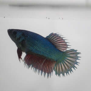Crowntail Plakat Betta CT025