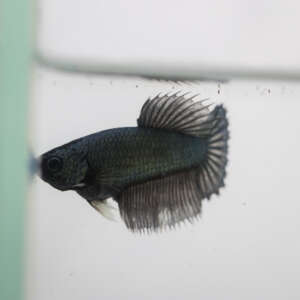 Crowntail Plakat Betta CT026