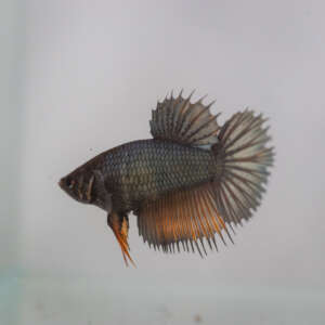 Crowntail Plakat Betta CT027