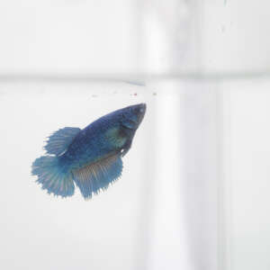 Crowntail Plakat Betta CT028