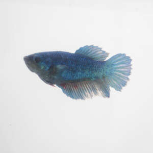 Crowntail Plakat Betta CT029