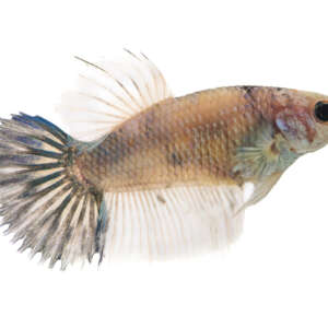 Crowntail Plakat Betta CT003