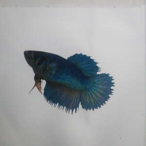 Crowntail Plakat Betta CT030