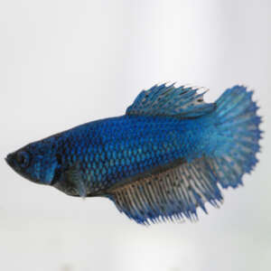 Crowntail Plakat Betta CT031