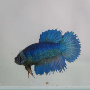 Crowntail Plakat Betta CT032