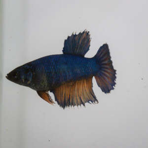 Crowntail Plakat Betta CT033