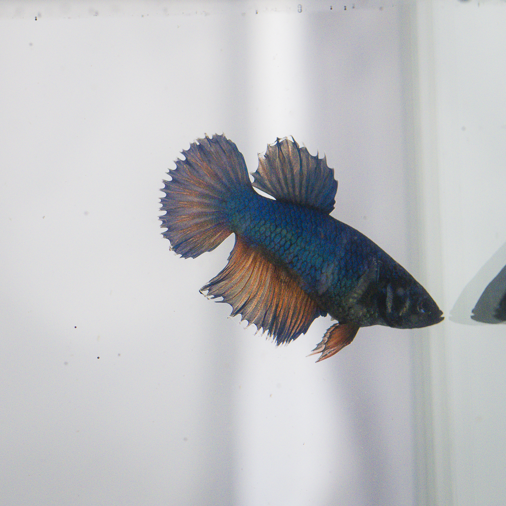 Crowntail Plakat Betta CT033 - Image 2