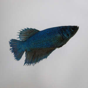 Crowntail Plakat Betta CT034