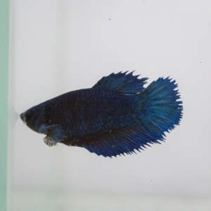 Crowntail Plakat Betta CT035
