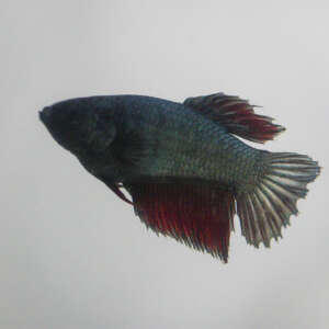 Crowntail Plakat Betta CT036