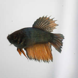 Crowntail Plakat Betta CT037