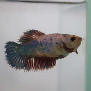 Crowntail Plakat
