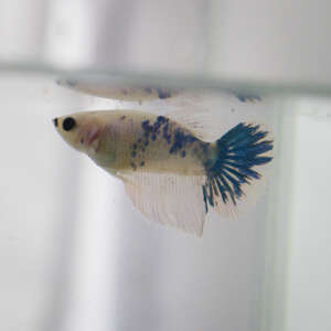 Crowntail Plakat Betta