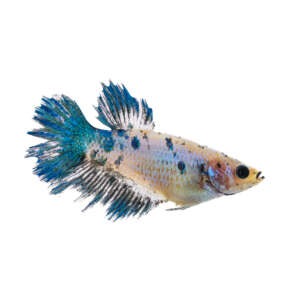 Crowntail Plakat Betta CT007