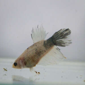 Crowntail Plakat Betta